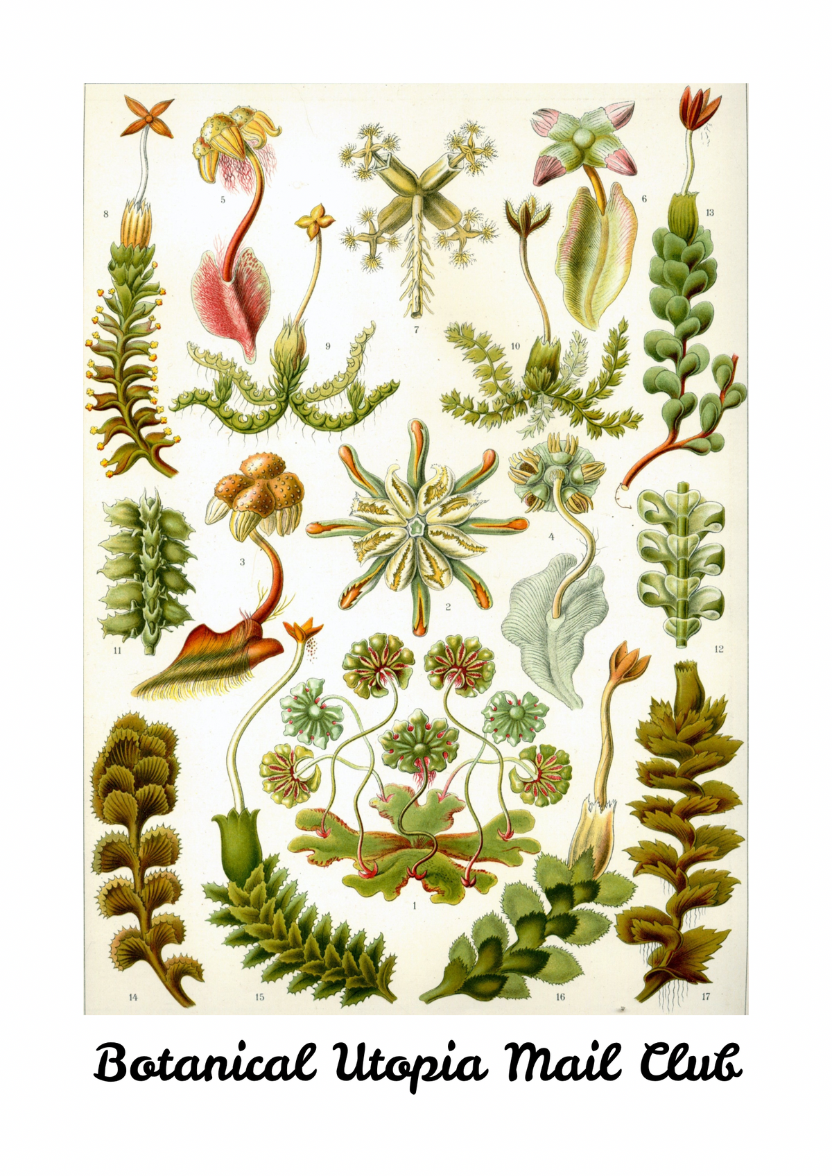 Botanical Utopia Mail Club
