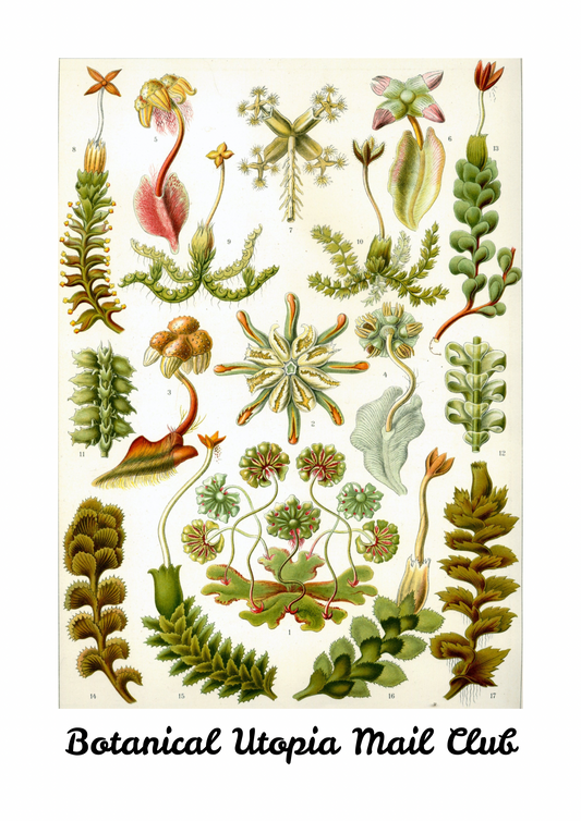 Botanical Utopia Mail Club